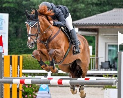 jumper Fifty Cence (Hanoverian, 2011, from Forsyth)