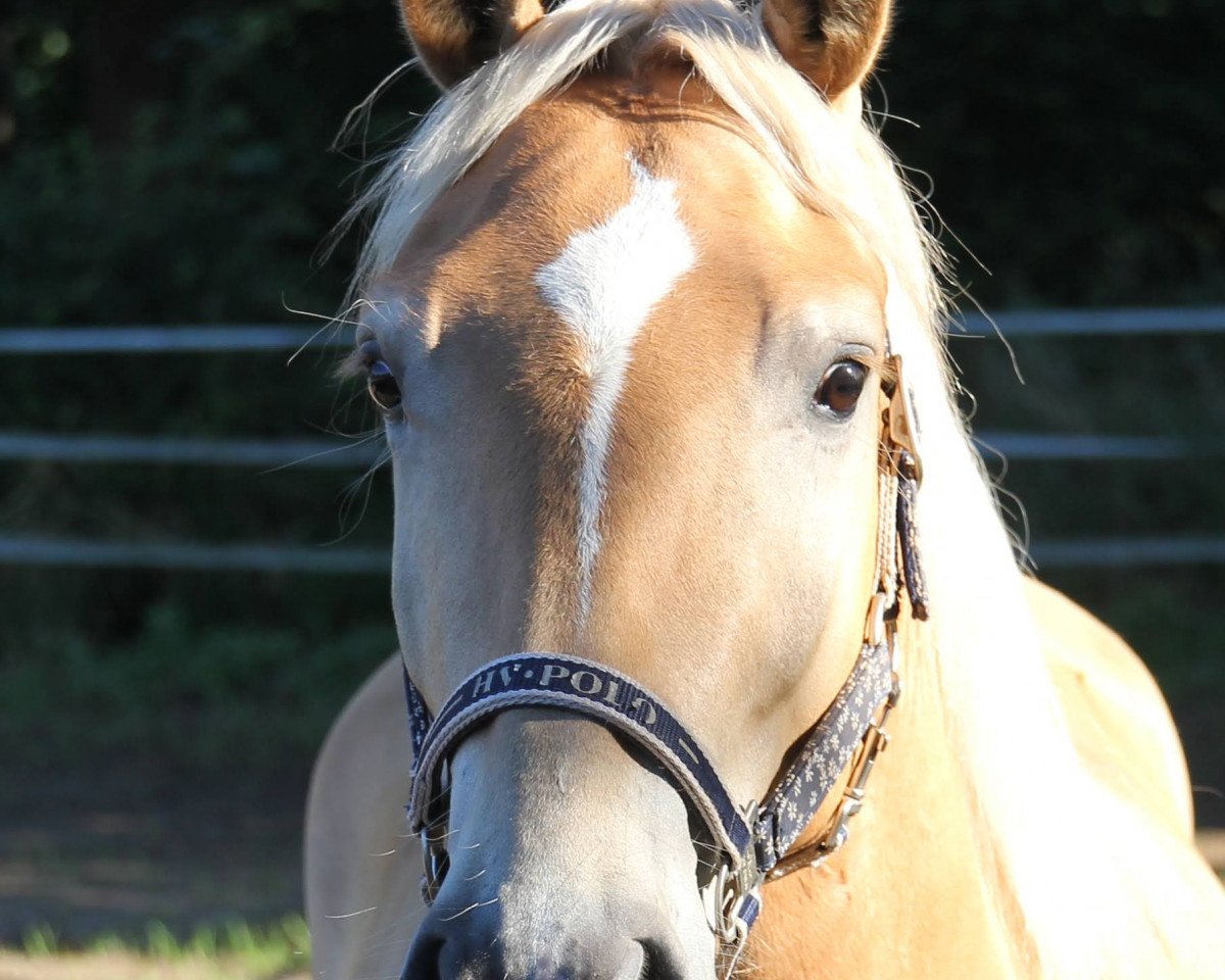dressage horse Lenny (Edelbluthaflinger, 2017, from Silvano (12,5% ox))