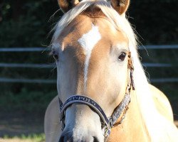 dressage horse Lenny (Edelbluthaflinger, 2017, from Silvano (12,5% ox))