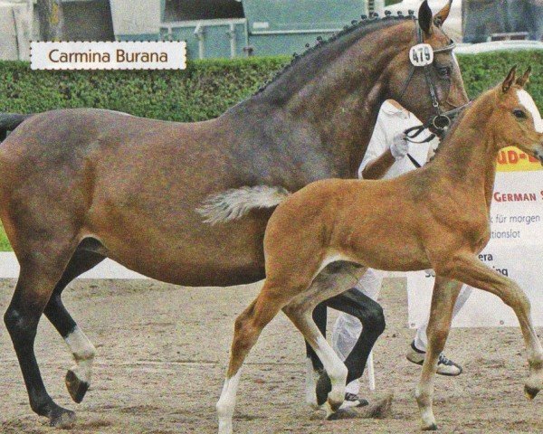 Zuchtstute Camina Burana (Hessisches Warmblut, 1996, von Chasseur II)