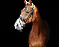 dressage horse Solino Grande (Oldenburg, 2009, from Serano Gold)