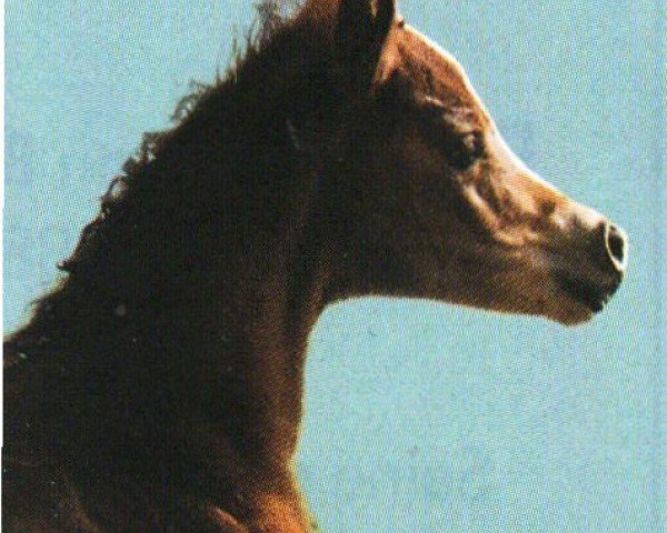 Zuchtstute Cereniza ox (Vollblutaraber, 1993, von Kubinec 1987 ox)