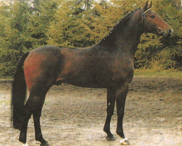 stallion Chasseur (Hanoverian,  , from Calypso II)