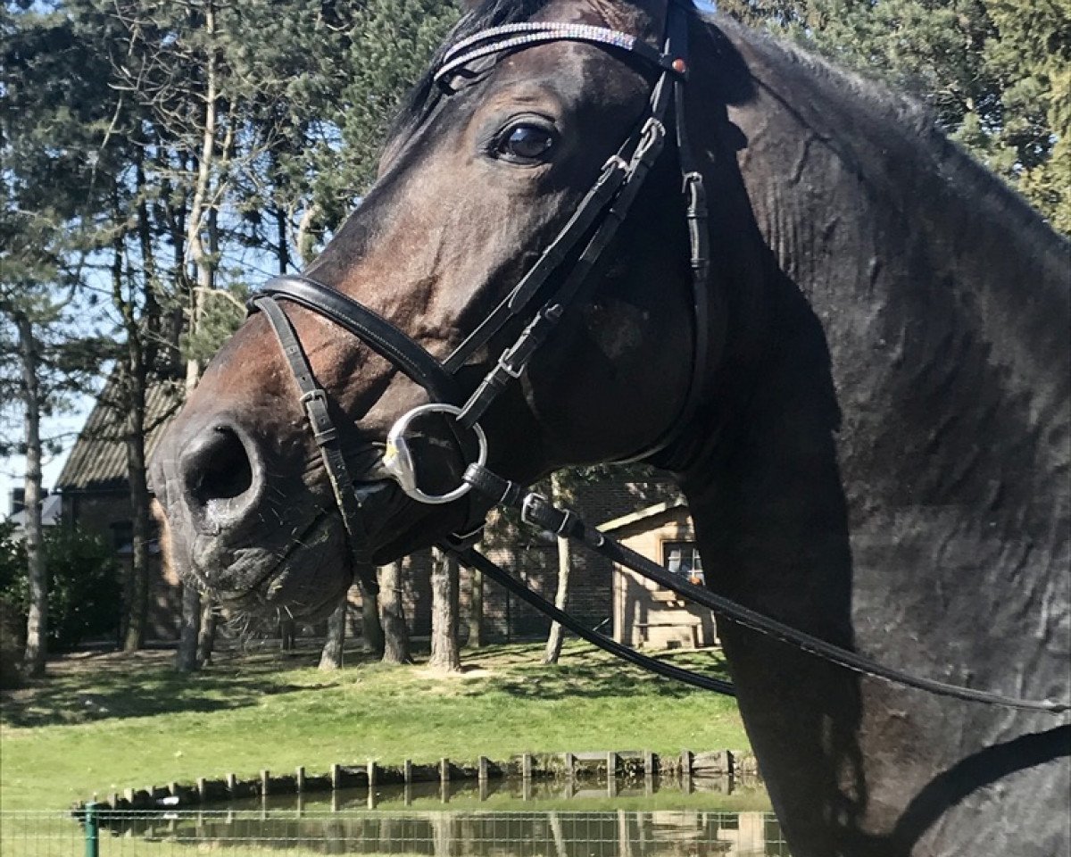 Deckhengst Coraggio vh Bloemenhof (Belgisches Warmblut, 2008, von Quaterback)