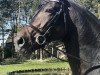 stallion Coraggio vh Bloemenhof (Belgian Warmblood, 2008, from Quaterback)