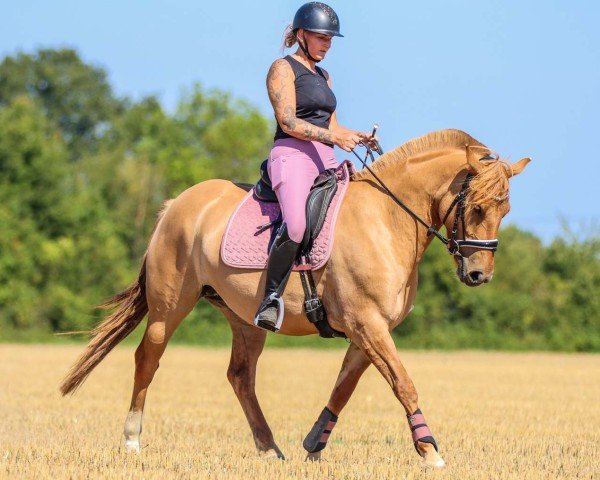 dressage horse Sun of Sinai (Fjord Horse, 2020, from Wellington)