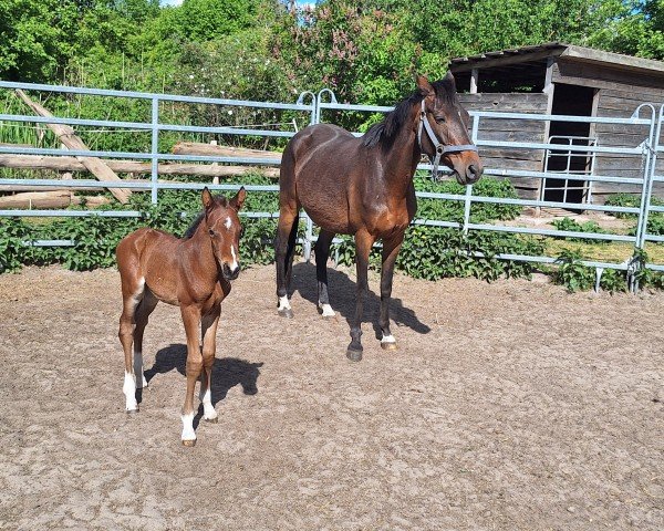 Zuchtstute Miss Monet (Deutsches Reitpony, 2007, von Monet)