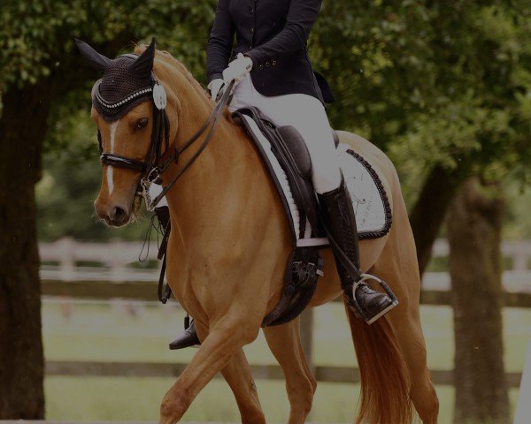dressage horse Venustas Dejavue (German Riding Pony, 2015, from Dimension AT NRW)
