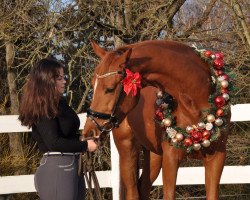 dressage horse Symphatie DB (German Sport Horse, 2017, from Fred Feuerstein)