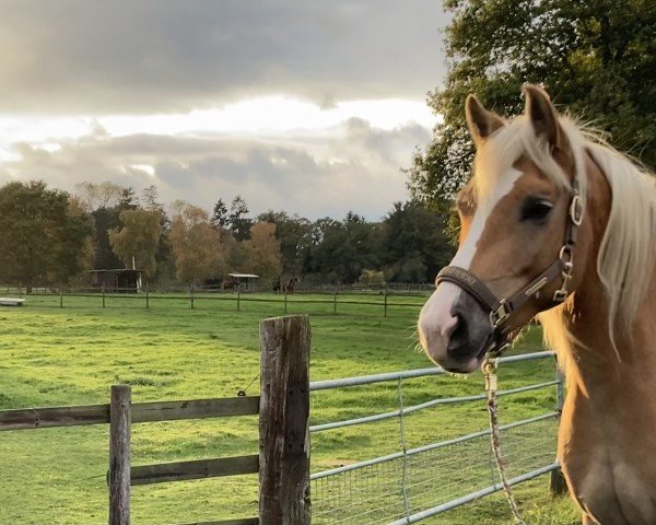 Zuchtstute Alma (Haflinger, 2017, von Nagasus)