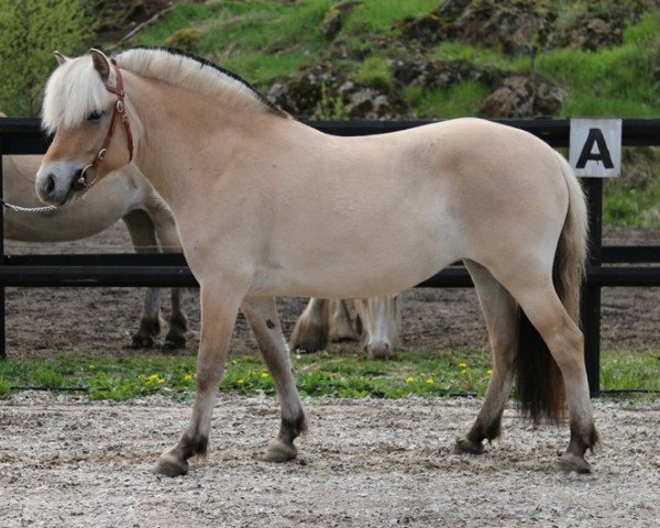 broodmare Minas Tirith (Fjord Horse, 2016, from Trollfin)