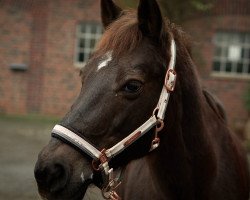 dressage horse Nicki 215 (unknown, 1995)