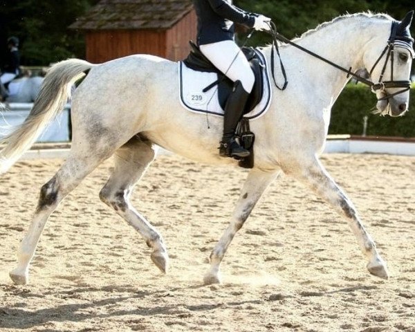 dressage horse Silvery Moonlight (Bavarian, 2004, from Silvermoon)