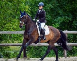 dressage horse Simply Simon 3 (Oldenburg, 2010, from Sir Donnerhall I)