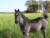 jumper San Salvador 37 (German Riding Pony, 2008, from Zandheuvel's Sunny Boy)