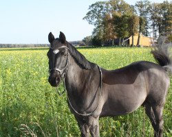 jumper San Salvador 37 (German Riding Pony, 2008, from Zandheuvel's Sunny Boy)