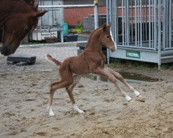 Springpferd Djumper (Hannoveraner, 2021, von Douglas)