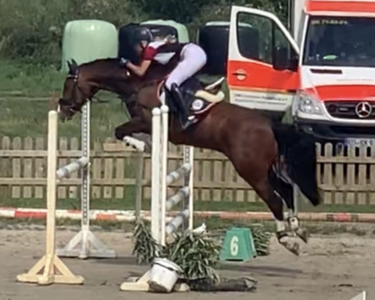 jumper Matcho 109 (German Riding Pony, 2013, from Machno Carwyn)