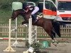 jumper Matcho 109 (German Riding Pony, 2013, from Machno Carwyn)