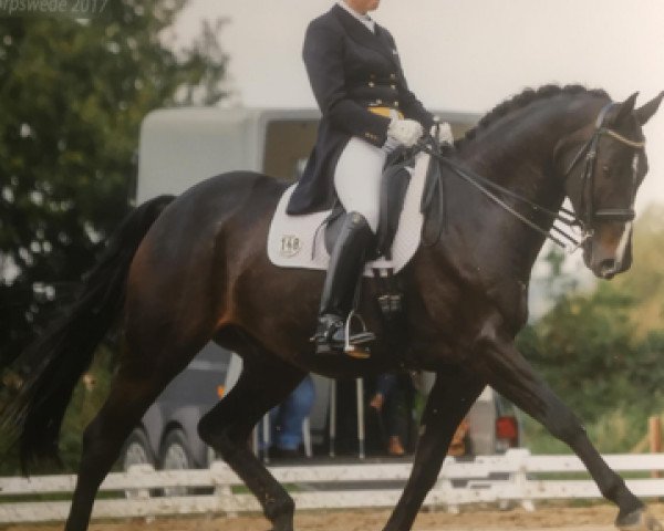 dressage horse Scolari Grande (Oldenburg, 2007, from Showdown)