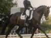 dressage horse Scolari Grande (Oldenburg, 2007, from Showdown)