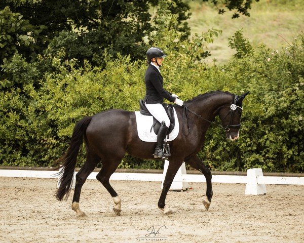 dressage horse Odessa‘s Dream 2 (KWPN (Royal Dutch Sporthorse), 2019, from Just Wimphof)
