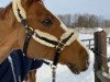 jumper Exquisite 6 (Hanoverian, 2011, from Escudo I)