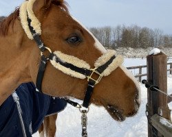 jumper Exquisite 6 (Hanoverian, 2011, from Escudo I)