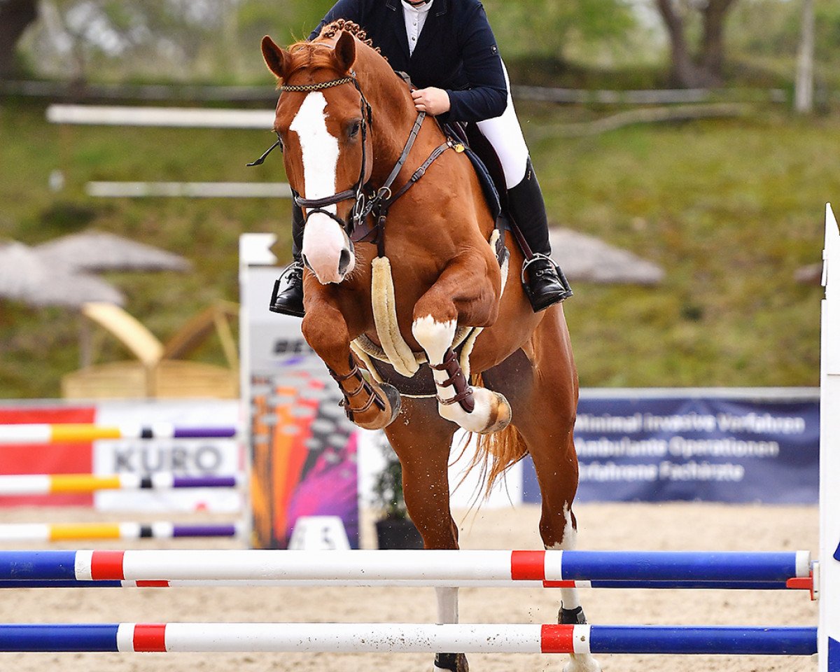 Springpferd Casamoon (Oldenburger Springpferd, 2016, von Casalido)