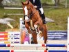 jumper Casamoon (Oldenburg show jumper, 2016, from Casalido)