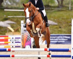 jumper Casamoon (Oldenburg show jumper, 2016, from Casalido)