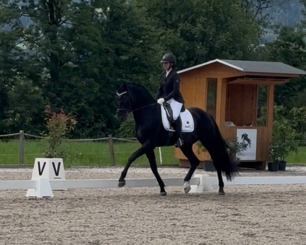 dressage horse Treasure Hope (Oldenburg, 2020, from Total Hope OLD)