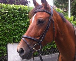 dressage horse Top Bonni (Holländisches riding ponies, 2002, from Unbekannt PONY)