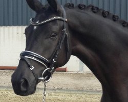 dressage horse Martiello (Westphalian, 2017, from E.H. Millennium)