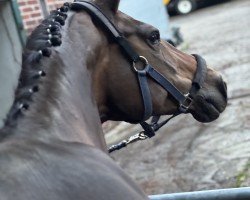 Dressurpferd Saphira R 3 (Westfale, 2015)