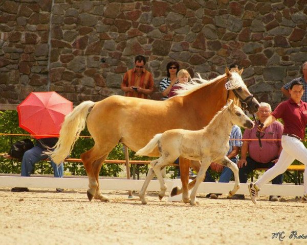 Zuchtstute Bel Amie B (4,69% ox) (Edelbluthaflinger, 2011, von Sandor (6,25% ox))