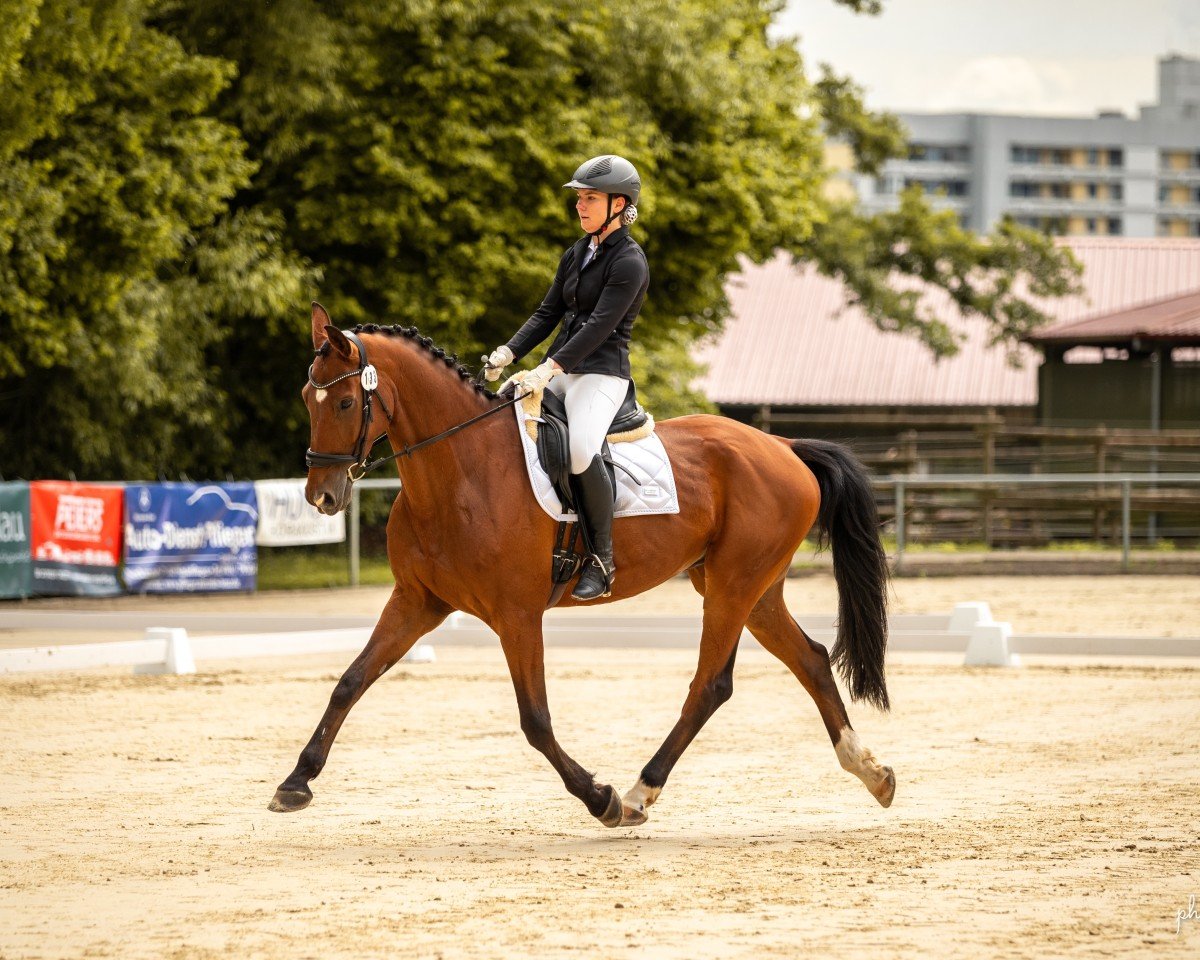 dressage horse First Choice 46 (Hanoverian, 2016, from Nymphenburg's First Ampere)