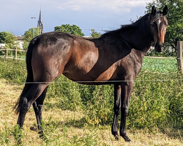 jumper Kleine Luzie (Trakehner, 2023, from TSF Kros)