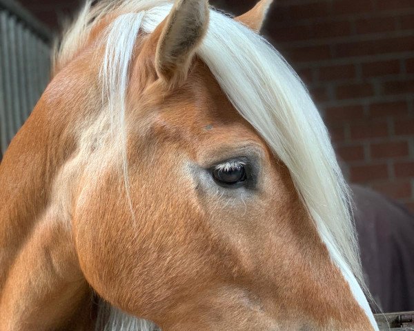 broodmare Anna Donna (Haflinger, 2013, from Stano)