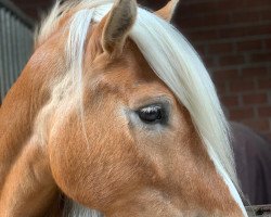 Zuchtstute Anna Donna (Haflinger, 2013, von Stano)