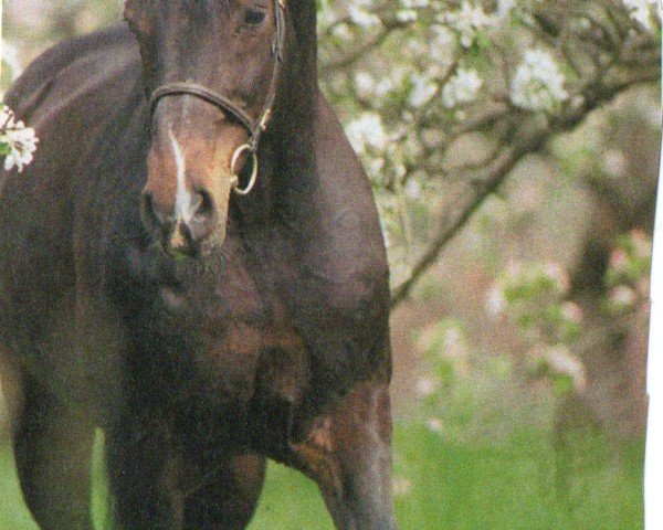 Pferd Contendro (Holsteiner, 1995, von Contender)