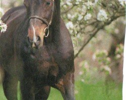 horse Contendro (Holsteiner, 1995, from Contender)