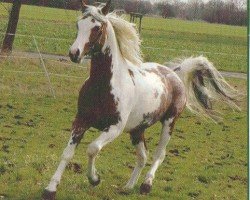 Deckhengst CS Shubani (Arabisches Halbblut / Partbred, 1999, von Wimbledon ox)
