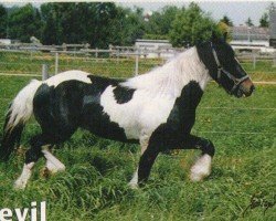 dressage horse Devil (Tinker / Irish Cob / Gypsy Vanner, 1997)