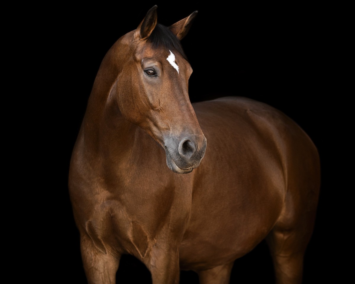 dressage horse Lennox 343 (Württemberger, 2010, from Lancado)