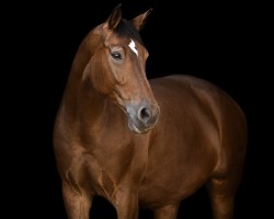 Dressurpferd Lennox 343 (Württemberger, 2010, von Lancado)