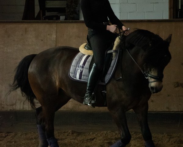 dressage horse Möhlenbeeks Big Roy (Welsh-Cob (Sek. D), 2014, from Babalou)