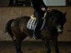 dressage horse Möhlenbeeks Big Roy (Welsh-Cob (Sek. D), 2014, from Babalou)