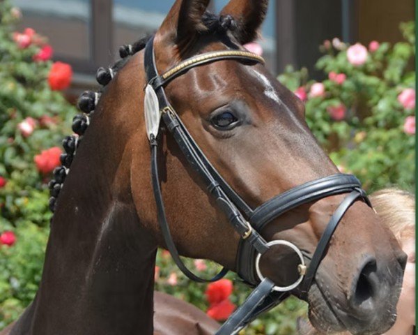dressage horse Tenterhofs Exceptional (Hanoverian, 2019, from Escamillo)