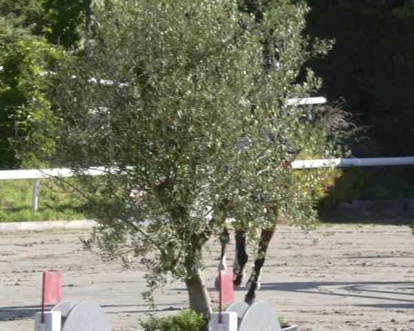 Reitturnier Bornheim-Widdig 2025